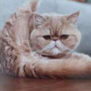 ヒメ日記 2025/06/03 07:00 投稿 いろは 脱がされたい人妻 宇都宮店