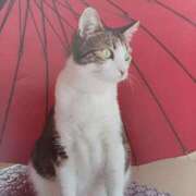 ヒメ日記 2025/06/12 07:10 投稿 いろは 脱がされたい人妻 宇都宮店