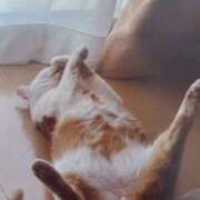 ヒメ日記 2025/06/18 07:20 投稿 いろは 脱がされたい人妻 宇都宮店