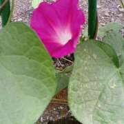 ヒメ日記 2025/06/29 07:10 投稿 いろは 脱がされたい人妻 宇都宮店