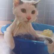 ヒメ日記 2025/07/02 07:00 投稿 いろは 脱がされたい人妻 宇都宮店