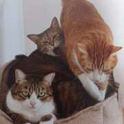 ヒメ日記 2025/07/03 06:50 投稿 いろは 脱がされたい人妻 宇都宮店