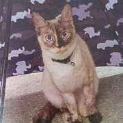 ヒメ日記 2025/07/04 07:00 投稿 いろは 脱がされたい人妻 宇都宮店