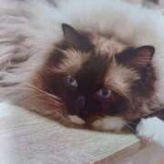 ヒメ日記 2025/07/07 06:50 投稿 いろは 脱がされたい人妻 宇都宮店