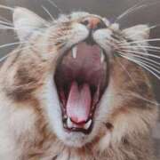 ヒメ日記 2025/07/11 06:40 投稿 いろは 脱がされたい人妻 宇都宮店