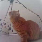 ヒメ日記 2025/07/19 06:50 投稿 いろは 脱がされたい人妻 宇都宮店