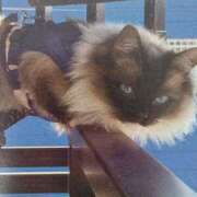 ヒメ日記 2025/07/22 06:32 投稿 いろは 脱がされたい人妻 宇都宮店