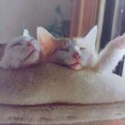 ヒメ日記 2025/07/25 06:50 投稿 いろは 脱がされたい人妻 宇都宮店