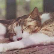 ヒメ日記 2025/07/26 07:00 投稿 いろは 脱がされたい人妻 宇都宮店