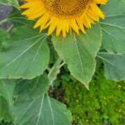 ヒメ日記 2025/07/29 07:17 投稿 いろは 脱がされたい人妻 宇都宮店