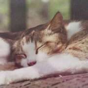 ヒメ日記 2025/07/31 06:51 投稿 いろは 脱がされたい人妻 宇都宮店