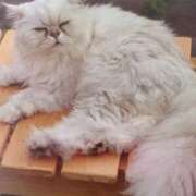 ヒメ日記 2025/08/06 06:40 投稿 いろは 脱がされたい人妻 宇都宮店