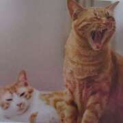 ヒメ日記 2025/08/11 06:10 投稿 いろは 脱がされたい人妻 宇都宮店