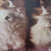 ヒメ日記 2025/08/14 06:22 投稿 いろは 脱がされたい人妻 宇都宮店