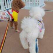 ヒメ日記 2025/09/15 10:54 投稿 いろは 脱がされたい人妻 宇都宮店