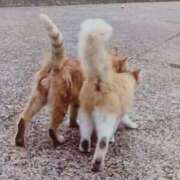 ヒメ日記 2025/09/24 06:45 投稿 いろは 脱がされたい人妻 宇都宮店