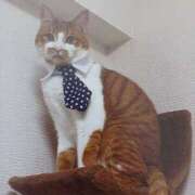 ヒメ日記 2025/10/06 06:27 投稿 いろは 脱がされたい人妻 宇都宮店