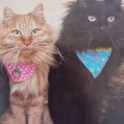 ヒメ日記 2025/10/22 06:17 投稿 いろは 脱がされたい人妻 宇都宮店