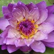 ヒメ日記 2025/10/25 06:04 投稿 いろは 脱がされたい人妻 宇都宮店