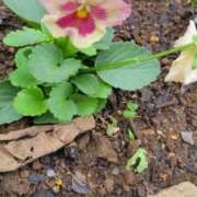 ヒメ日記 2025/10/30 05:32 投稿 いろは 脱がされたい人妻 宇都宮店