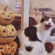 ヒメ日記 2025/10/31 06:02 投稿 いろは 脱がされたい人妻 宇都宮店