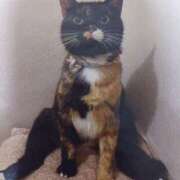 ヒメ日記 2025/11/03 05:57 投稿 いろは 脱がされたい人妻 宇都宮店