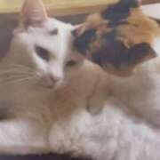 ヒメ日記 2025/11/08 06:44 投稿 いろは 脱がされたい人妻 宇都宮店