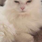 ヒメ日記 2025/11/17 04:59 投稿 いろは 脱がされたい人妻 宇都宮店