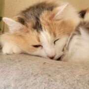 ヒメ日記 2025/11/18 06:12 投稿 いろは 脱がされたい人妻 宇都宮店