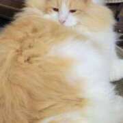 ヒメ日記 2025/11/19 05:26 投稿 いろは 脱がされたい人妻 宇都宮店