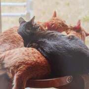 ヒメ日記 2025/11/29 05:41 投稿 いろは 脱がされたい人妻 宇都宮店