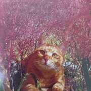 ヒメ日記 2025/12/01 05:09 投稿 いろは 脱がされたい人妻 宇都宮店