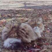 ヒメ日記 2025/12/03 05:32 投稿 いろは 脱がされたい人妻 宇都宮店