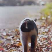 ヒメ日記 2025/12/05 05:35 投稿 いろは 脱がされたい人妻 宇都宮店