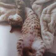 ヒメ日記 2025/12/11 05:00 投稿 いろは 脱がされたい人妻 宇都宮店