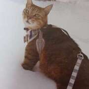 いろは おはようございます(=^ェ^=)💚 脱がされたい人妻 宇都宮店