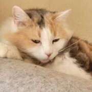 いろは おはようございます(=^ェ^=)💙 脱がされたい人妻 宇都宮店