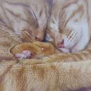 ヒメ日記 2026/02/04 05:39 投稿 いろは 脱がされたい人妻 宇都宮店