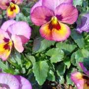 ヒメ日記 2026/02/24 05:39 投稿 いろは 脱がされたい人妻 宇都宮店