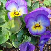 ヒメ日記 2026/03/02 05:55 投稿 いろは 脱がされたい人妻 宇都宮店