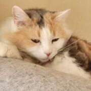 ヒメ日記 2026/03/07 06:14 投稿 いろは 脱がされたい人妻 宇都宮店