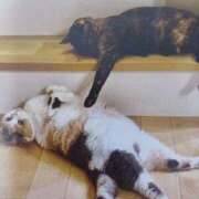 ヒメ日記 2026/03/19 05:44 投稿 いろは 脱がされたい人妻 宇都宮店