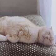 ヒメ日記 2026/03/20 04:59 投稿 いろは 脱がされたい人妻 宇都宮店