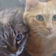 ヒメ日記 2026/03/21 05:43 投稿 いろは 脱がされたい人妻 宇都宮店