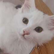 ヒメ日記 2026/03/28 05:55 投稿 いろは 脱がされたい人妻 宇都宮店