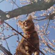 ヒメ日記 2026/03/30 05:39 投稿 いろは 脱がされたい人妻 宇都宮店