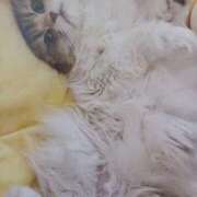 ヒメ日記 2026/04/02 04:48 投稿 いろは 脱がされたい人妻 宇都宮店