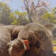 ヒメ日記 2026/04/03 05:25 投稿 いろは 脱がされたい人妻 宇都宮店