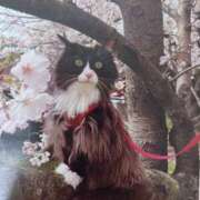 ヒメ日記 2026/04/06 05:36 投稿 いろは 脱がされたい人妻 宇都宮店