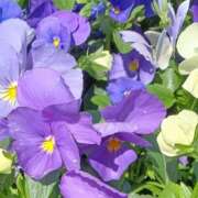 ヒメ日記 2026/04/07 06:07 投稿 いろは 脱がされたい人妻 宇都宮店